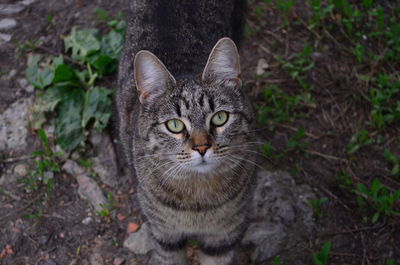  tabby cat by plants