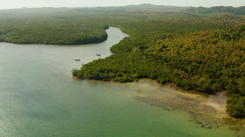 Scenic view of river amidst trees in forest