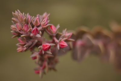 Close-up of pink flowers blooming outdoors