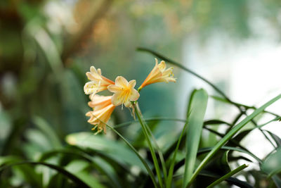 Close-up of yellow flowering plant