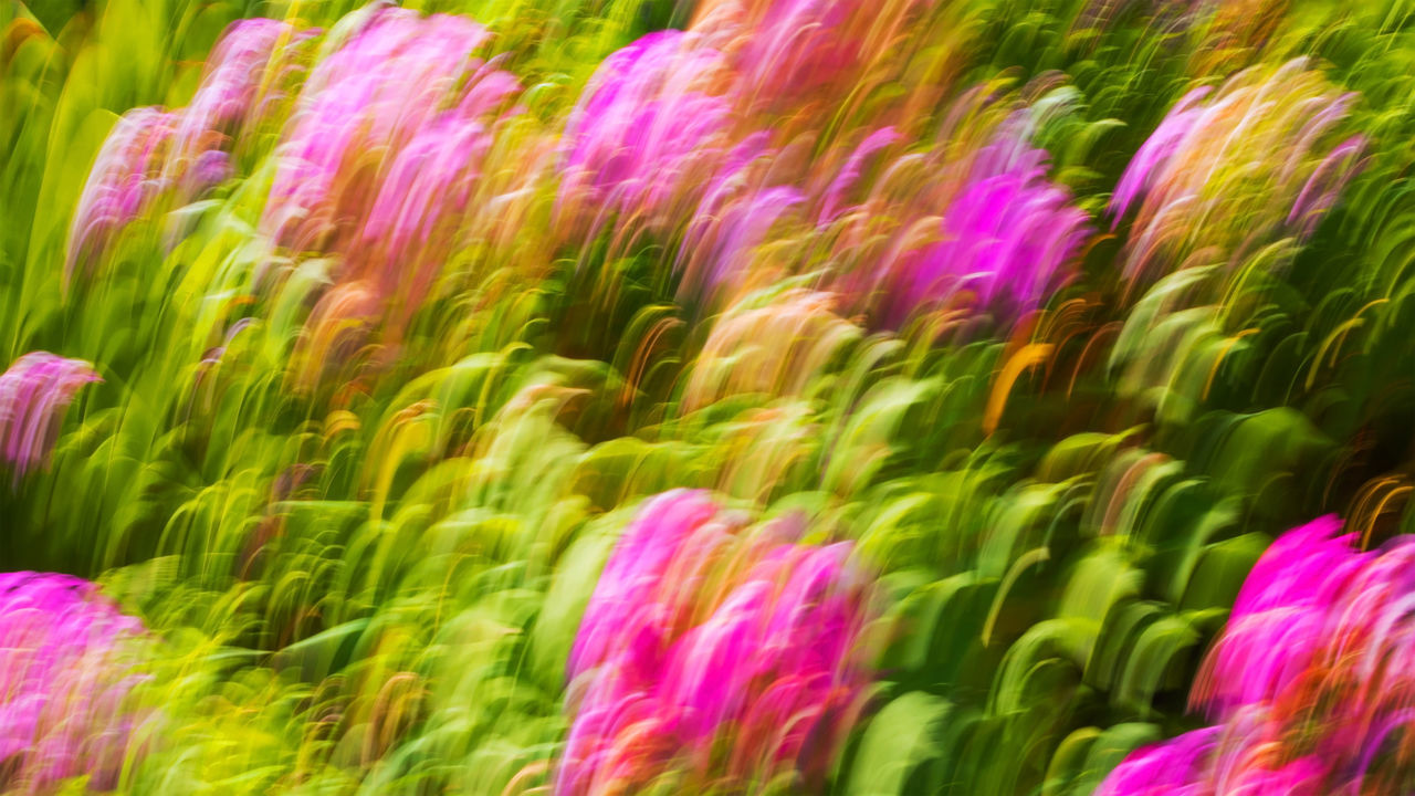 multi colored, grass, flower, pink, no people, beauty in nature, green, backgrounds, plant, full frame, nature, motion, freshness, macro photography, water, close-up, outdoors, vibrant color, purple, abstract, leaf, pattern