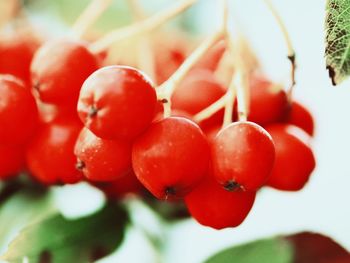 Close-up of cherries on tree