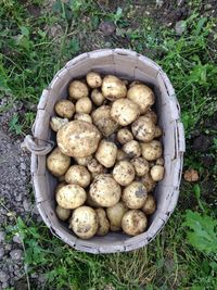 High angle view of raw potatoes in bucket on field