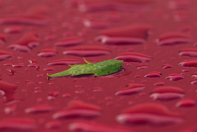 Leaves on ground