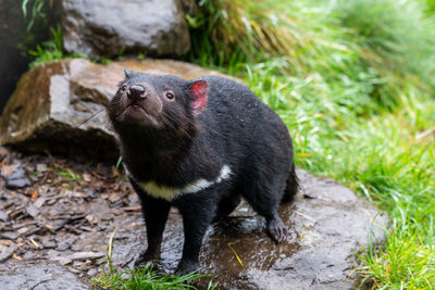 Close-up of an animal