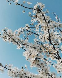 Low angle view of cherry blossom tree against blue sky