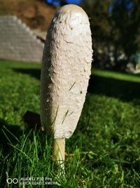 Close-up of mushroom growing on field