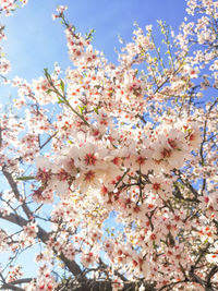 Low angle view of cherry blossoms against sky