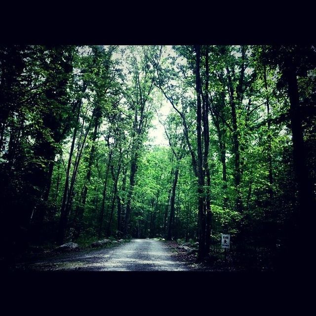 tree, forest, tranquility, the way forward, growth, tranquil scene, nature, beauty in nature, transfer print, scenics, woodland, lush foliage, auto post production filter, green color, tree trunk, diminishing perspective, non-urban scene, road, branch, outdoors