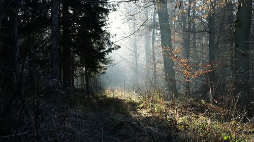 Trees in forest during autumn