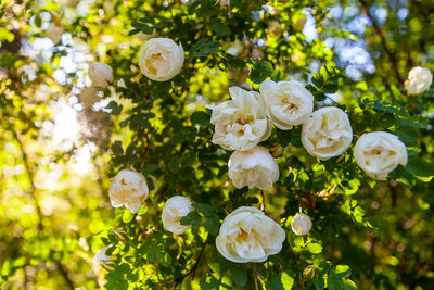 Close-up of white flowers blooming on tree