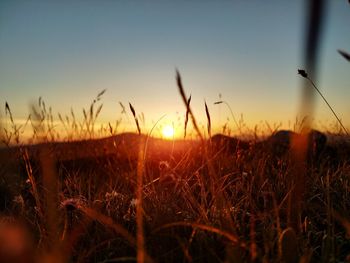 Close-up of grass on field against sky during sunset