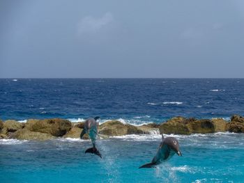 View of birds in sea