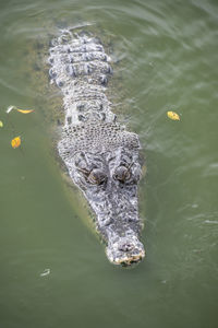 Crocodile at