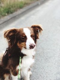 Close-up portrait of a dog