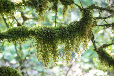 Close-up of lichen growing on tree