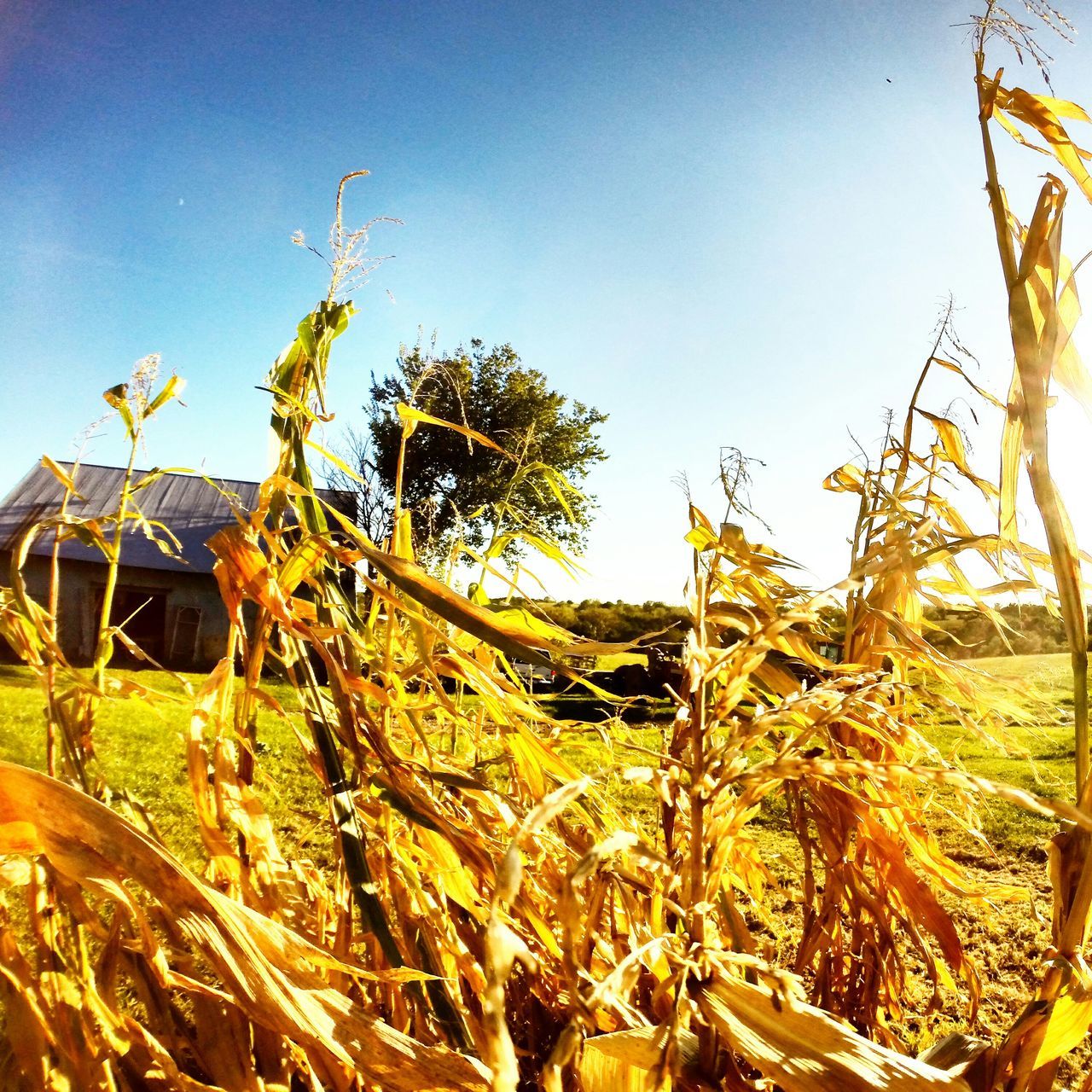 clear sky, tree, growth, blue, sunlight, nature, tranquility, sky, plant, low angle view, field, copy space, tranquil scene, beauty in nature, branch, grass, day, landscape, outdoors, scenics