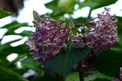 Close-up of pink flowering plant