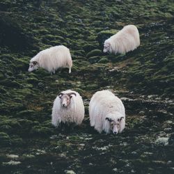 Iceland sheep