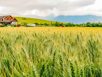 Scenic view of agricultural field against sky