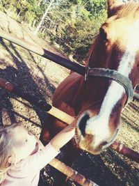 Close-up of horse standing by tree