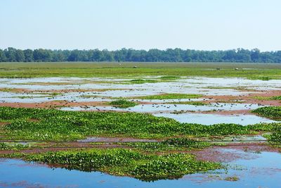Scenic view of rice paddy against sky