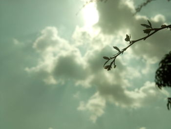 Low angle view of tree against sky