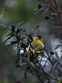 Close-up of bird perching on plant