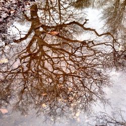 Low angle view of bare trees during winter