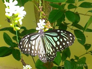 Close-up of butterfly on leaf