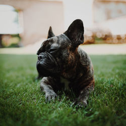 Dog relaxing on field