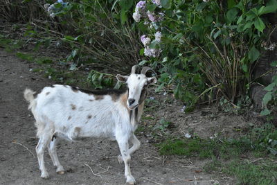 Portrait of horse standing on field