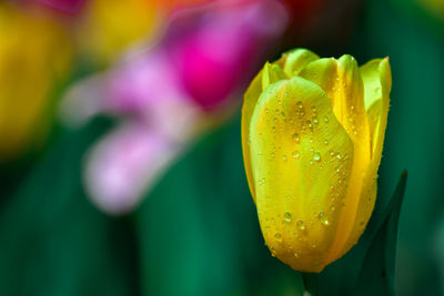 Close-up of yellow tulip flower