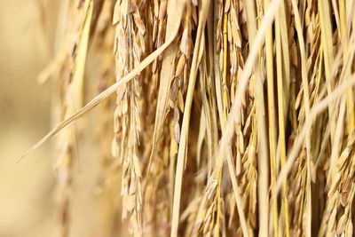 Close-up of stalks in field