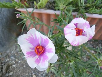 High angle view of pink hibiscus blooming outdoors