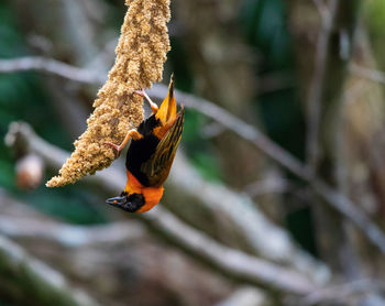 Close-up of a bird flying