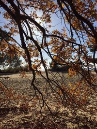 Bare trees in a row