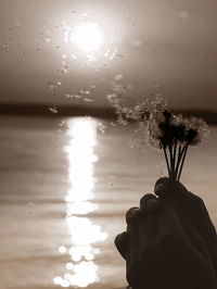 Close-up of human hands holding dandelion against sea during sunset