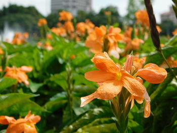 Close-up of orange flowering plant