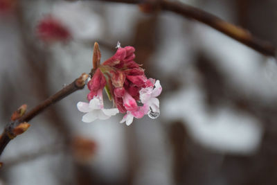 Close-up of pink cherry blossom