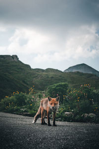 Horse on road against sky