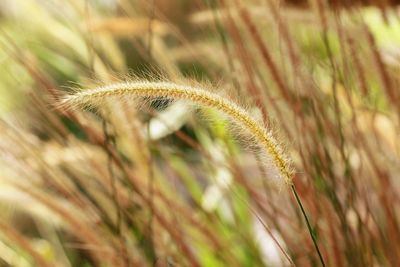 Close-up of stalks in field