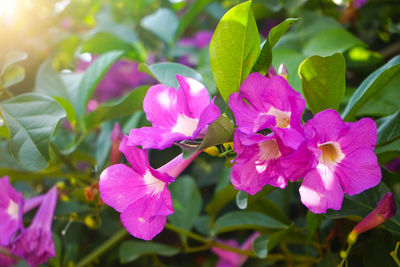 Close-up of pink flowering plant