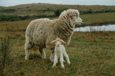 Sheep standing in a field