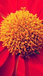 Close-up of red flower