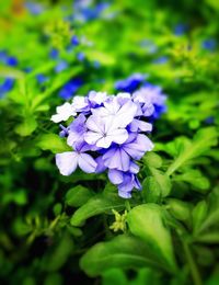 Close-up of purple flower blooming outdoors