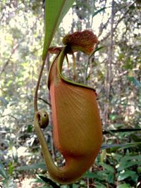 Close-up of lizard on tree