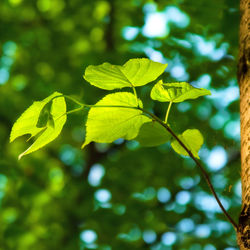 Close-up of green leaves on plant