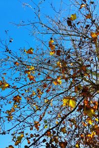 Low angle view of tree against blue sky