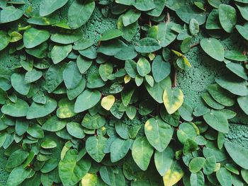 Full frame shot of leaf